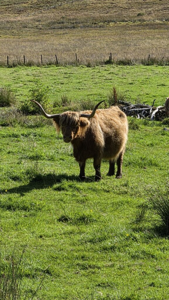 Highland