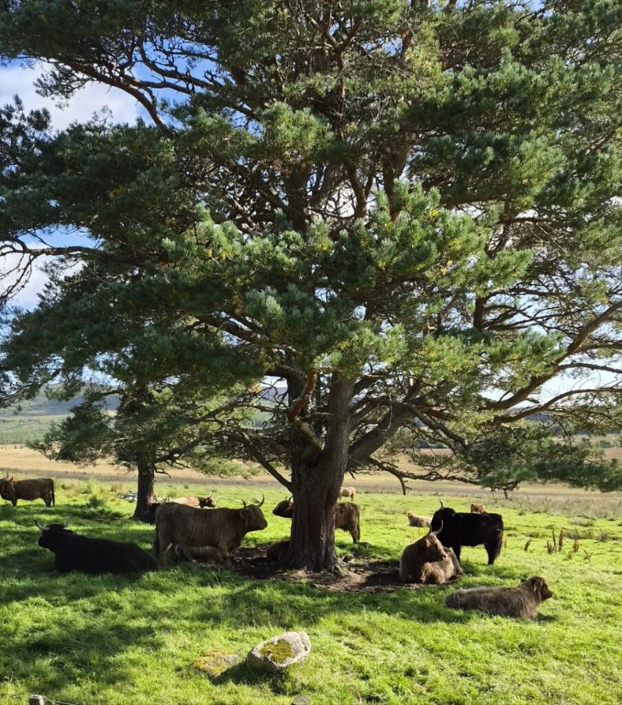 Highland