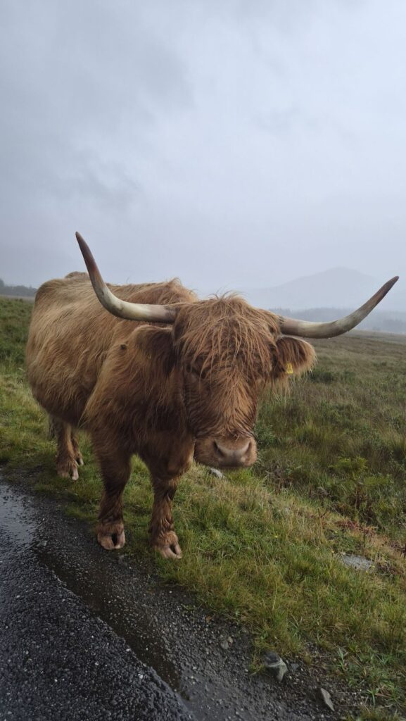 Mull