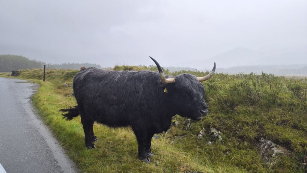 Mull